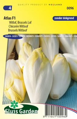Chicory Atlas F1 (Cichorium) 475 seeds
